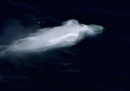 Il video della balena bianca avvistata in Australia