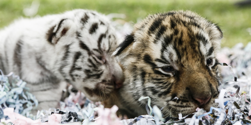 Dewa e Dewi, due cuccioli di tigre del Bengala nati nello zoo di Bali in Indonesia, 12 agosto 2015. 
(Putu Sayoga/Getty Images)
