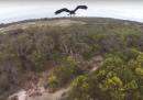 Il video di un drone che si scontra con un'aquila