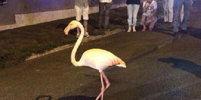 Domenica sera un fenicottero rosa è scappato dal Bioparco di Roma (e poi è stato preso, dopo molte fotografie)