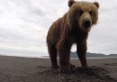 L'incontro ravvicinato tra un Grizzly e una GoPro