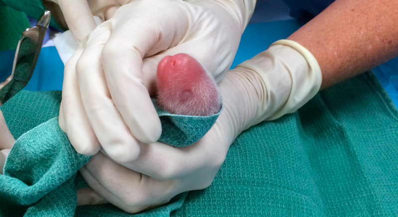 Uno dei due piccoli di panda viene esaminato dai veterinari del National Zoo di Washington, il 22 agosto 2015. (Becky Malinsky/Smithsonian's National Zoo via AP) MANDATORY CREDIT