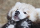 Le foto del panda rosso nato nel Regno Unito