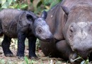 Il rinoceronte di Sumatra si è estinto in Malesia