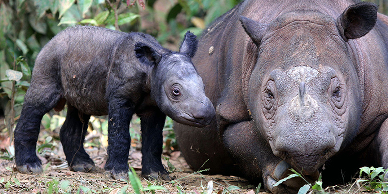 Due esemplari di rinoceronte di Sumatra ospitati presso il parco nazionale Way Kambas di Lampung, Indonesia, nel 2012 (AP Photo)