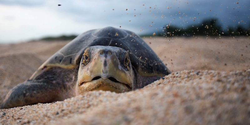 Una tartaruga bastarda olivacea. (ENRIQUE CASTRO/AFP/Getty Images)