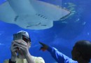 No, i selfie non uccidono più degli squali