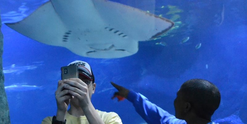 Un uomo cerca di farsi un selfie con uno squalo dell'acquario di Newport. (AP Photo/Dylan Lovan)