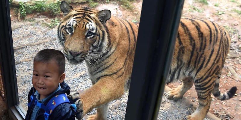 Un bambino in posa per farsi fotografare davanti a una tigre nel parco di Kunming, nella provincia cinese di Yunnan. 
(Xinhua/Lin Yiguang)(wjq)