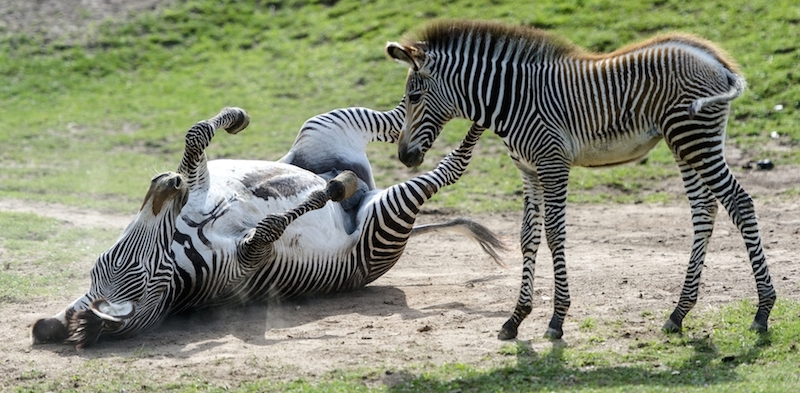 Due zebre giocano nello zoo di Dvur Kralove nad Labem.(CTK via AP Images)