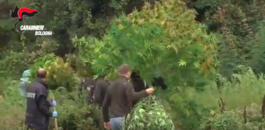 È stata scoperta una grossa coltivazione di marijuana in un terreno a Bologna
