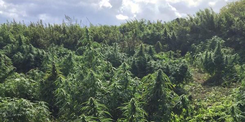 La "foresta" di marijuana a Londra