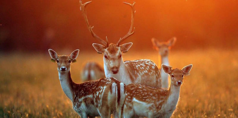 Cervi al tramonto autunnale a Phoenix Park, a Dublino.
(Niall Carson/PA Wire)