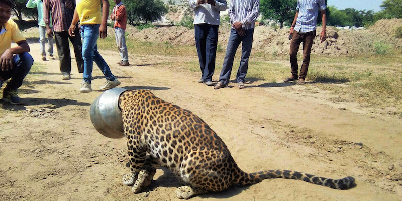 Un leopardo con la testa incastrata in un vaso, mentre stava cercando di bere a Rajsamand, in India. I veterinari lo hanno sedato e poi sono riusciti a sfilargli il vaso, dopo 4-5 ore. 
(AP Photo/Kabir Jethi)