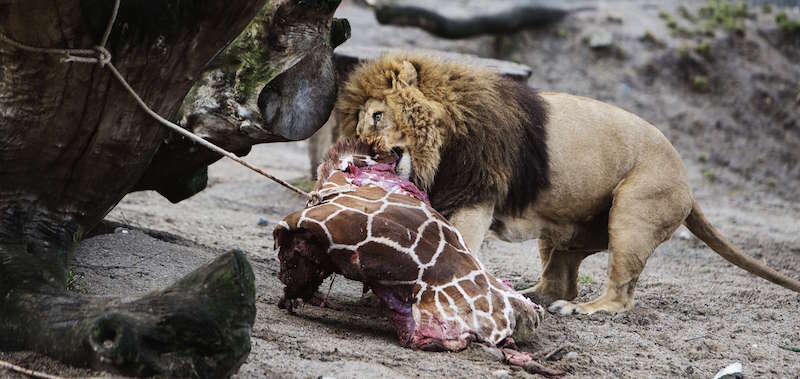 Un leone dello zoo di Copenhagen mangia i resti della giraffa Marius (KASPER PALSNOV/AFP/Getty Images)