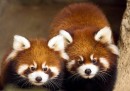 I due panda rossi dello zoo di Chicago