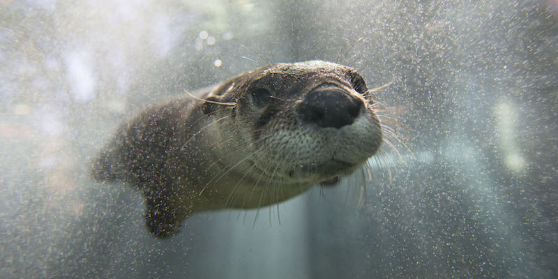 Sugar, una lontra di fiume nordamericana, allo zoo di Cincinnati, negli Stati Uniti. (AP Photo/John Minchillo)