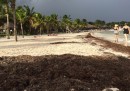 L'invasione di alghe sulle spiagge del Mar dei Caraibi