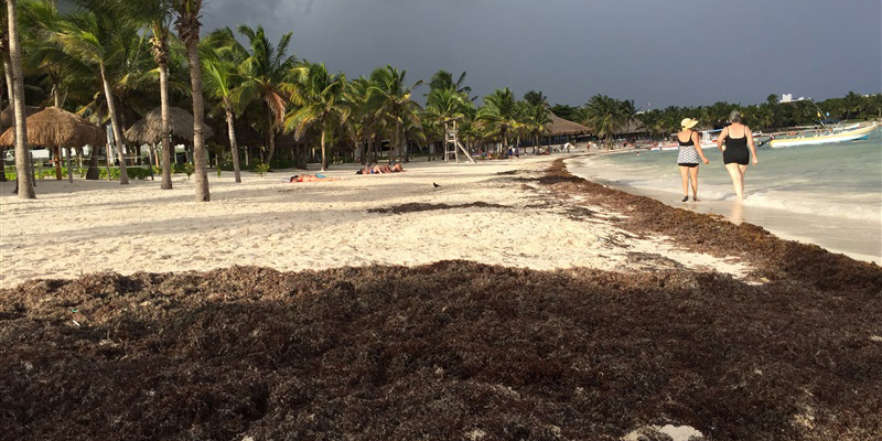 Le alghe sulla spiaggia di Akumal, a sud di Cancun
(Joshua Partlow - For The Washington Post)