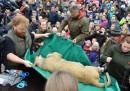 L'autopsia pubblica di un cucciolo di leone allo zoo di Odense