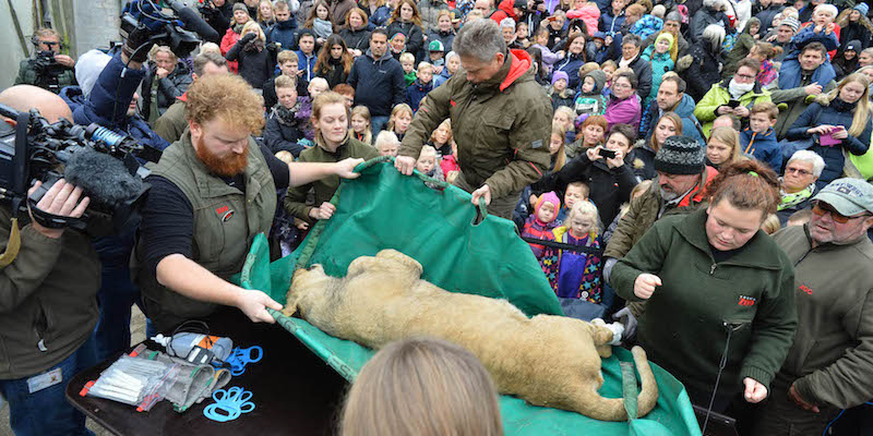 L'autopsia pubblica di un leone nello zoo di Odense, in Danimarca, il 15 ottobre 2015. (Ole Frederiksen/Polfoto via AP)