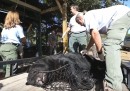 La caccia agli orsi in Florida