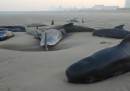 Dieci balene si sono arenate sulla spiaggia di Calais – video