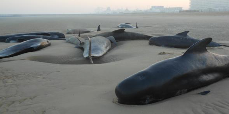 Dieci balene si sono arenate sulla spiaggia di Calais – video