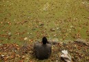 Srinagar, India