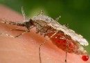 La soluzione per eliminare la malaria è una zanzara mutante?