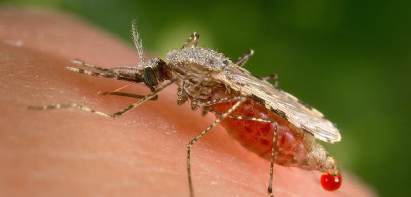 Un esemplare di zanzare Anopheles stephensi (James Gathany/CDC via AP)