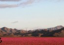 Le foto del deserto di Atacama coperto di fiori