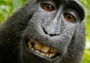 La questione del copyright sul selfie della scimmia sta continuando