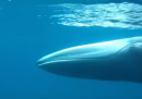 Il video che mostra la rarissima balenottera di Omura