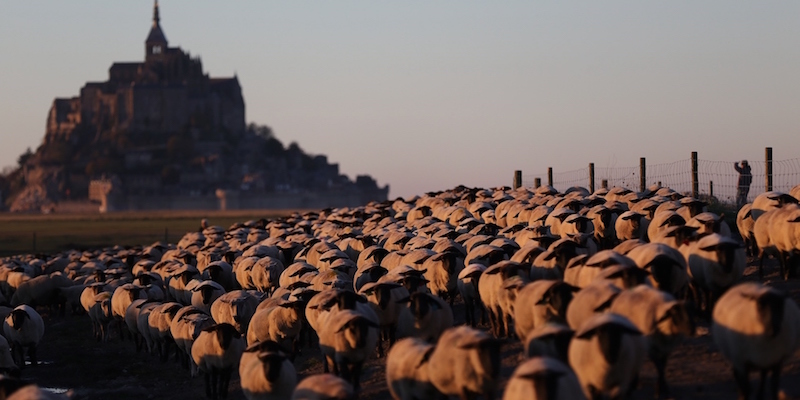 Un gregge di pecore vicino a Mont-Saint-Michel, in Francia. (CHARLY TRIBALLEAU/AFP/Getty Images)