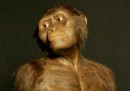 Lucy, l'australopiteco più famoso del mondo