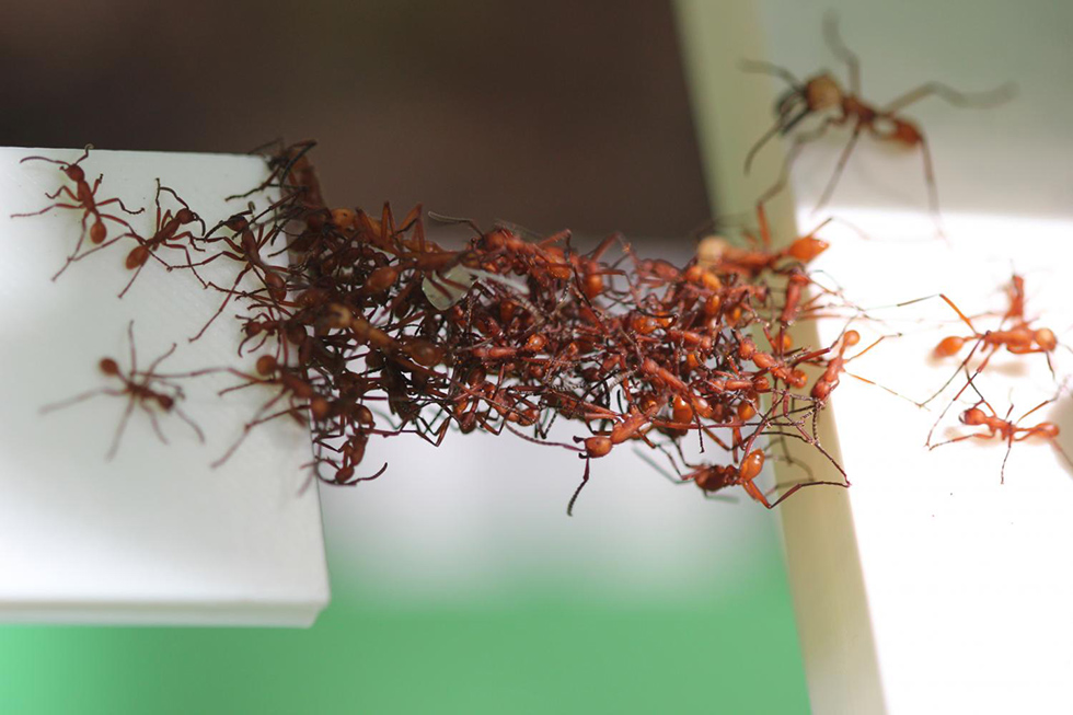 ponti-formiche-