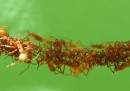 Gli incredibili ponti viventi costruiti dalle formiche