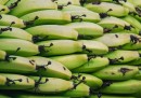 C'è una soluzione alla moria delle banane?