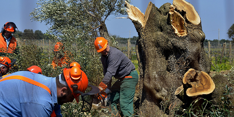 Eradicazione di ulivi per la Xylella Fastidiosa, Brindisi, 13 aprile 2015 (AP Photo/Gaetano Loporto)