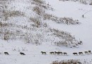 La bufala della foto dei lupi nella neve