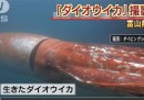 Il video del calamaro gigante che nuota in Giappone