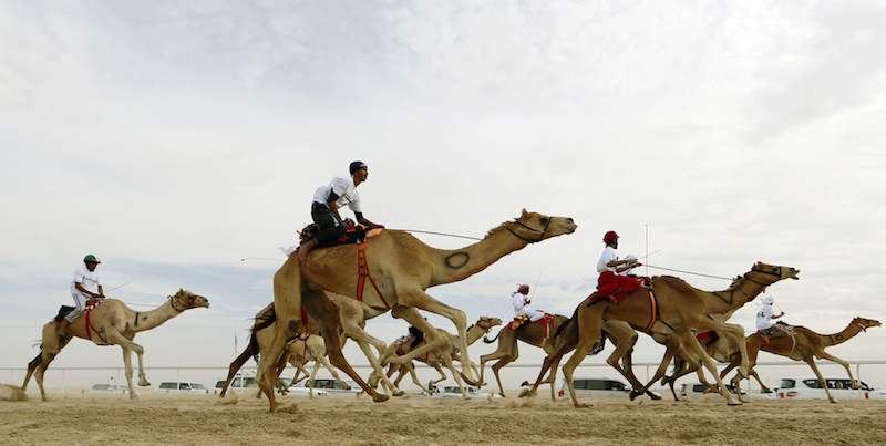 Una gara di cammelli a 150 chilometri a ovest di Abu Dhabi, negli Emirati Arabi Uniti. (KARIM SAHIB/AFP/Getty Images)