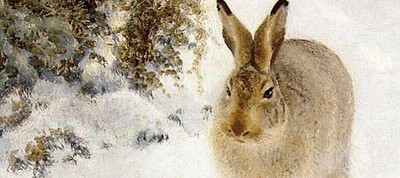 Iperborea è cresciuta