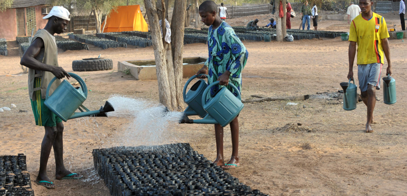 Tre persone lavorano alla Grande muraglia verde in Senegal. (SEYLLOU DIALLO/AFP/Getty Images)