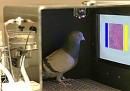 I piccioni sono ottimi radiologi