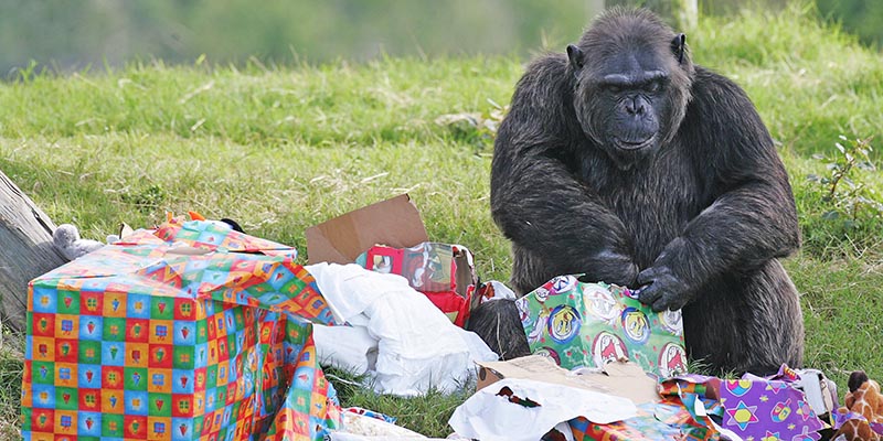 Uno scimpanzé apre i regali che ha ricevuto da dipendenti e visitatori del Lion Country Safari di West Palm Beach, in Florida. (Tom Ervin/Getty Images)