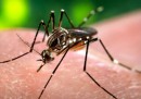 Cos'è il virus Zika, e i casi in Brasile