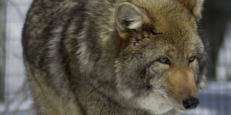 Un esemplare di coywolf (AP Photo/Robert F. Bukaty)