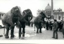 Elefanti in piazza San Pietro
